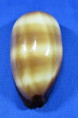 Talparia talpa